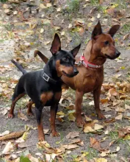 Photos supplémentaires: Chiots pinscher miniatures du champion d'Ukraine