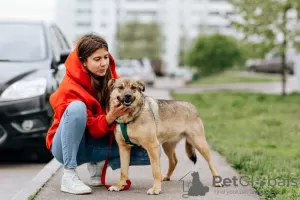 Photo №4. Je vais vendre chien bâtard en ville de Москва. annonce privée - prix - Gratuit