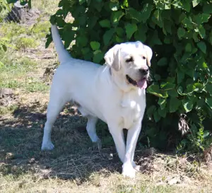 Photo №1. labrador retriever - à vendre en ville de Volgodonsk | Négocié | Annonce №3529