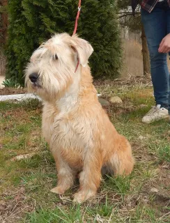 Photo №2 de l'annonce № 6090 de la vente terrier irlandais à poil doux - acheter à Fédération de Russie de la fourrière, éleveur