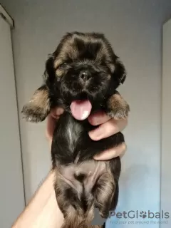 Photo №2 de l'annonce № 81128 de la vente lhassa apso, shih tzu - acheter à Estonie annonce privée, de la fourrière, éleveur