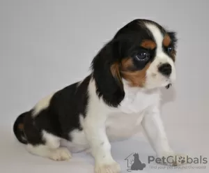 Photo №1. cavalier king charles spaniel - à vendre en ville de Tver | 1425€ | Annonce №8245