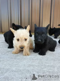 Photo №4. Je vais vendre terrier écossais en ville de Lublica.  - prix - 1000€