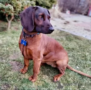 Photos supplémentaires: Chiot chien de montagne bavarois