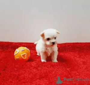 Photo №3. Cachorros bichon maltês à vendre. Portugal