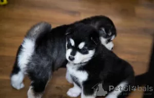 Photo №2 de l'annonce № 63482 de la vente husky de sibérie - acheter à USA éleveur