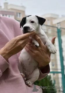 Photo №1. staffordshire bull terrier - à vendre en ville de Kaliningrad | négocié | Annonce №27544