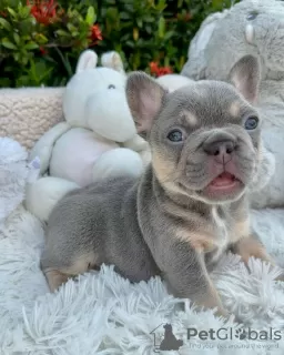 Photo №3. Beaux chiots Bouledogue Français à vendre. Allemagne