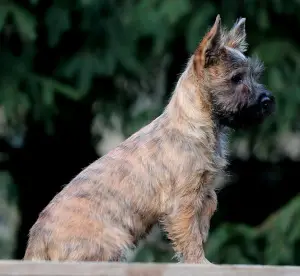 Photos supplémentaires: Filles Cairn Terrier