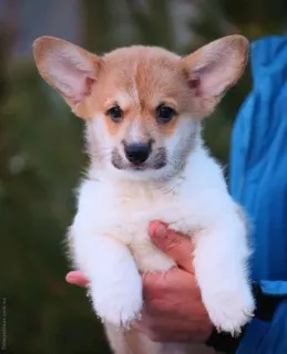 Photo №1. welsh corgi - à vendre en ville de Donetsk | 400€ | Annonce №6189