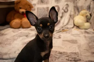 Photos supplémentaires: Chiot jouet russe garçons