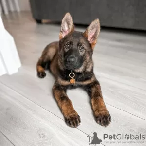 Photo №3. Chiots berger allemand. Bulgarie