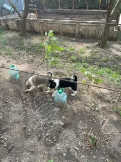 Photos supplémentaires: Chiots croisés Laika de Sibérie occidentale