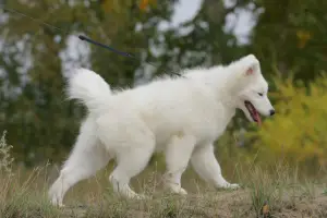 Photos supplémentaires: Samoyed Imperiya Sibiri Silvia Christelle