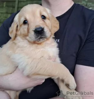 Photo №1. golden retriever - à vendre en ville de Гронинген | 245€ | Annonce №81146