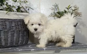 Photo №1. bichon maltais - à vendre en ville de Milan | 351€ | Annonce №107577