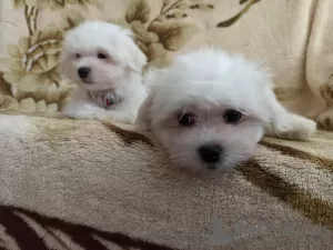 Photo №1. bichon maltais - à vendre en ville de Minsk | négocié | Annonce №41478