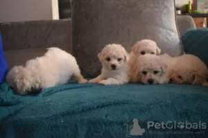 Photos supplémentaires: Chiots Bichon Frise enregistrés Kc