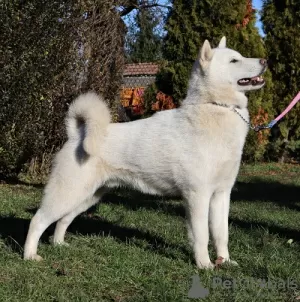 Photo №1. hokkaïdo (chien) - à vendre en ville de Békés | 1000€ | Annonce №64007