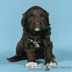 Photo №2 de l'annonce № 98483 de la vente chien d'eau portugais - acheter à Portugal éleveur