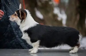 Photo №1. welsh corgi - à vendre en ville de Москва | 1029€ | Annonce №4649