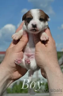 Photo №3. Chiots Jack Russell du chenil. Biélorussie