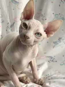 Photo №4. Je vais vendre sphynx en ville de Kiev. de la fourrière - prix - 543€