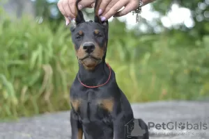 Photo №3. Chiots dobermans d'un charmant couple. Biélorussie