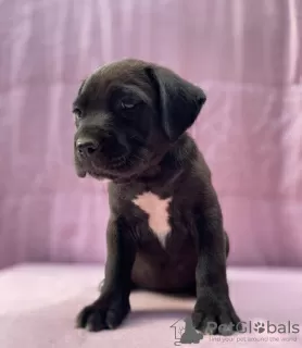 Photo №3. Cane Corso super chiots pedigree FCI. Pologne