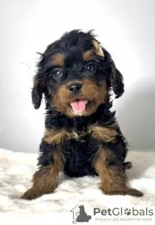 Photos supplémentaires: Cavapoo-cavapoo (caniche jouet cavalier)