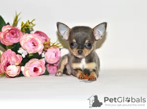 Photo №3. Véritable diamant. Fille chihuahua miniature.. Fédération de Russie