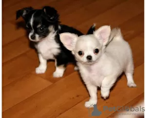 Photo №1. chihuahua - à vendre en ville de Berlin | Gratuit | Annonce №126308