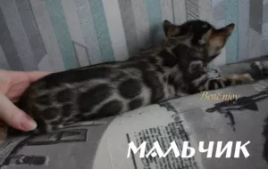 Photo №2 de l'annonce № 5614 de la vente bengal - acheter à Fédération de Russie de la fourrière