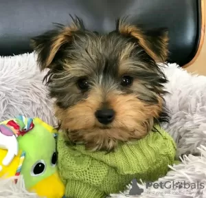 Photo №2 de l'annonce № 127301 de la vente biewer yorkshire terrier - acheter à USA 