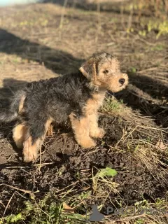 Photos supplémentaires: Chiots Lakeland Terrier