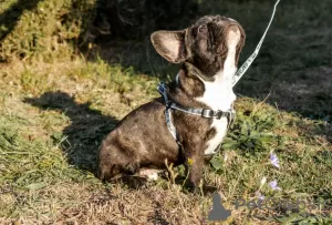 Photo №2 de l'annonce № 74130 de la vente bouledogue - acheter à Fédération de Russie éleveur