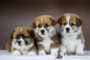 Photo №4. Je vais vendre welsh corgi en ville de Rybinsk. de la fourrière - prix - 1232€