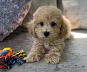 Photo №1. caniche (jouet) - à vendre en ville de Andros | 284€ | Annonce №43397