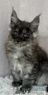 Photo №2 de l'annonce № 118442 de la vente maine coon - acheter à Pologne éleveur