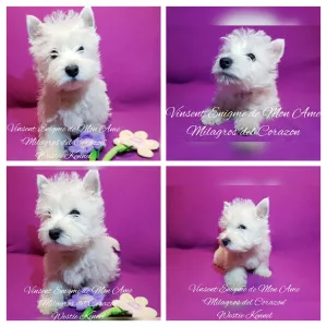 Photo №1. west highland white terrier - à vendre en ville de Dnipro | 881€ | Annonce №5923