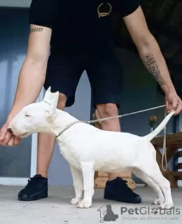 Photos supplémentaires: Chiots bull terrier standards