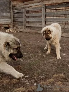 Photos supplémentaires: Chiots de berger du Caucase