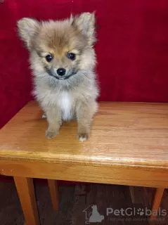 Photo №4. Je vais vendre spitz nain en ville de Штутгарт.  - prix - négocié