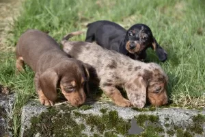 Photo №3. Chiots teckels à adopter. USA