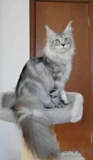 Photo №1. maine coon - à vendre en ville de Ливерпуль | négocié | Annonce № 112464