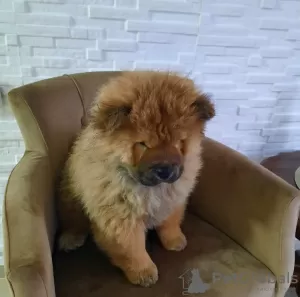 Photo №4. Je vais vendre chow-chow en ville de Aleksinac. annonce privée - prix - négocié