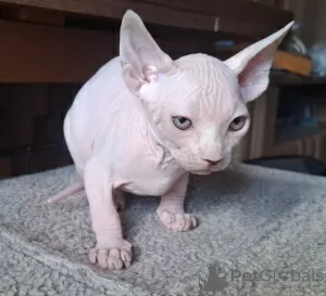 Photos supplémentaires: Trois garçons Sphynx recherchent une famille.