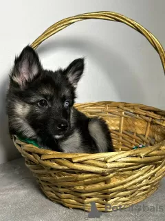 Photo №2 de l'annonce № 84202 de la vente husky de sibérie - acheter à Fédération de Russie annonce privée