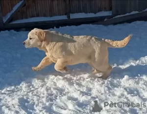 Photo №4. Je vais vendre labrador retriever en ville de Москва. de la fourrière, éleveur - prix - 431€