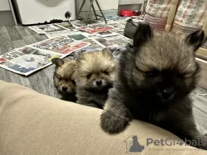 Photos supplémentaires: (6) Magnifiques chiots de Poméranie